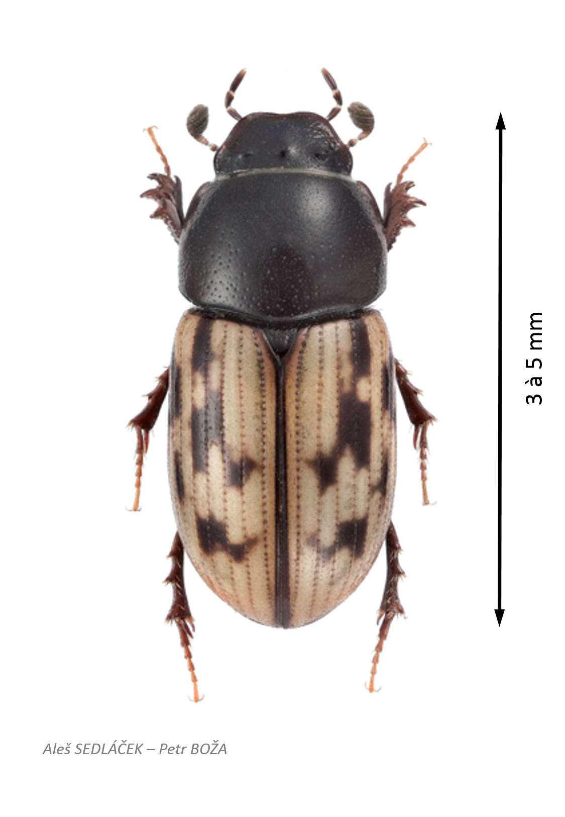 Chilothorax pictus.png
